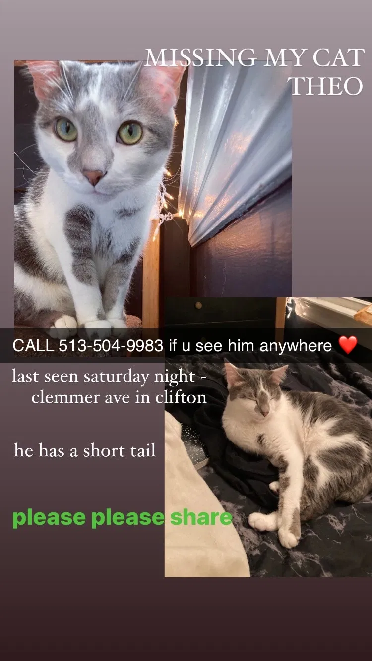 Lost cat in Cincinnati, OH, 45219