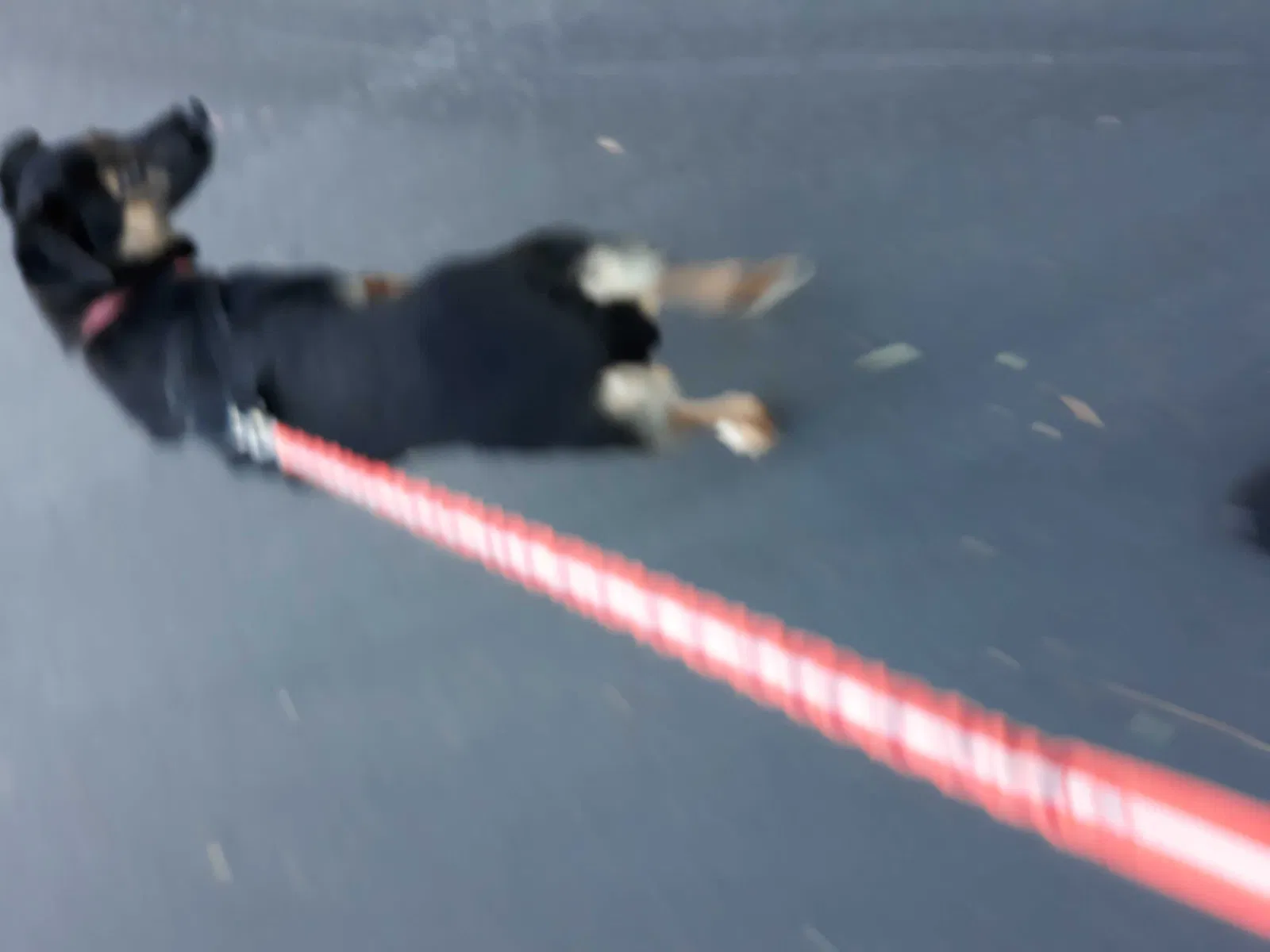 Lost dog in San Diego, CA, 92124