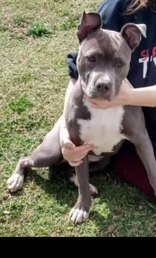 Found dog in Mountain Home, AR, 72653