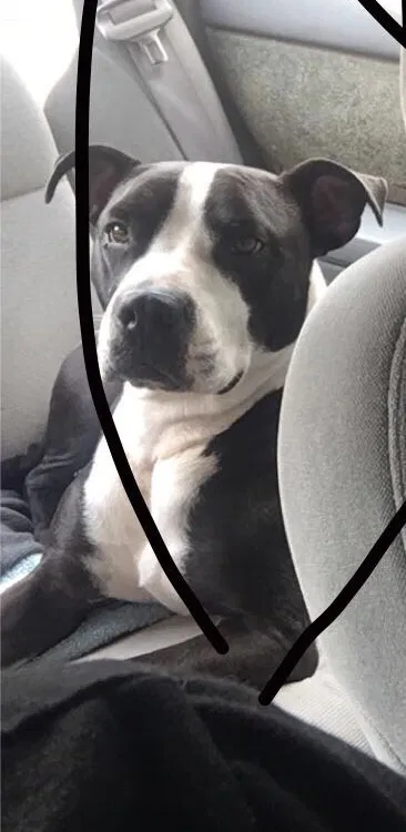 Lost dog in Kansas City, MO, 64118