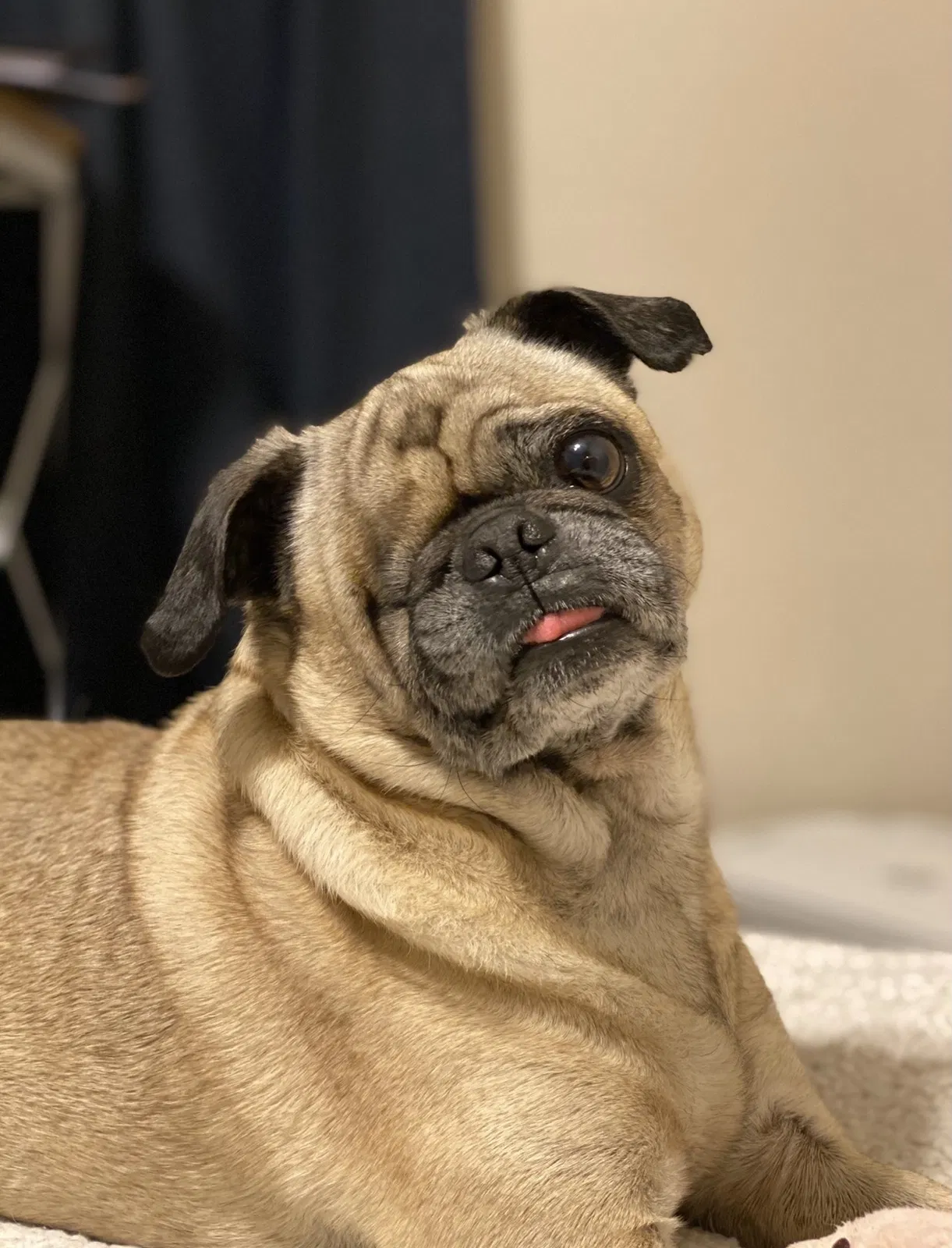 Lost dog in Pixley, CA, 93256