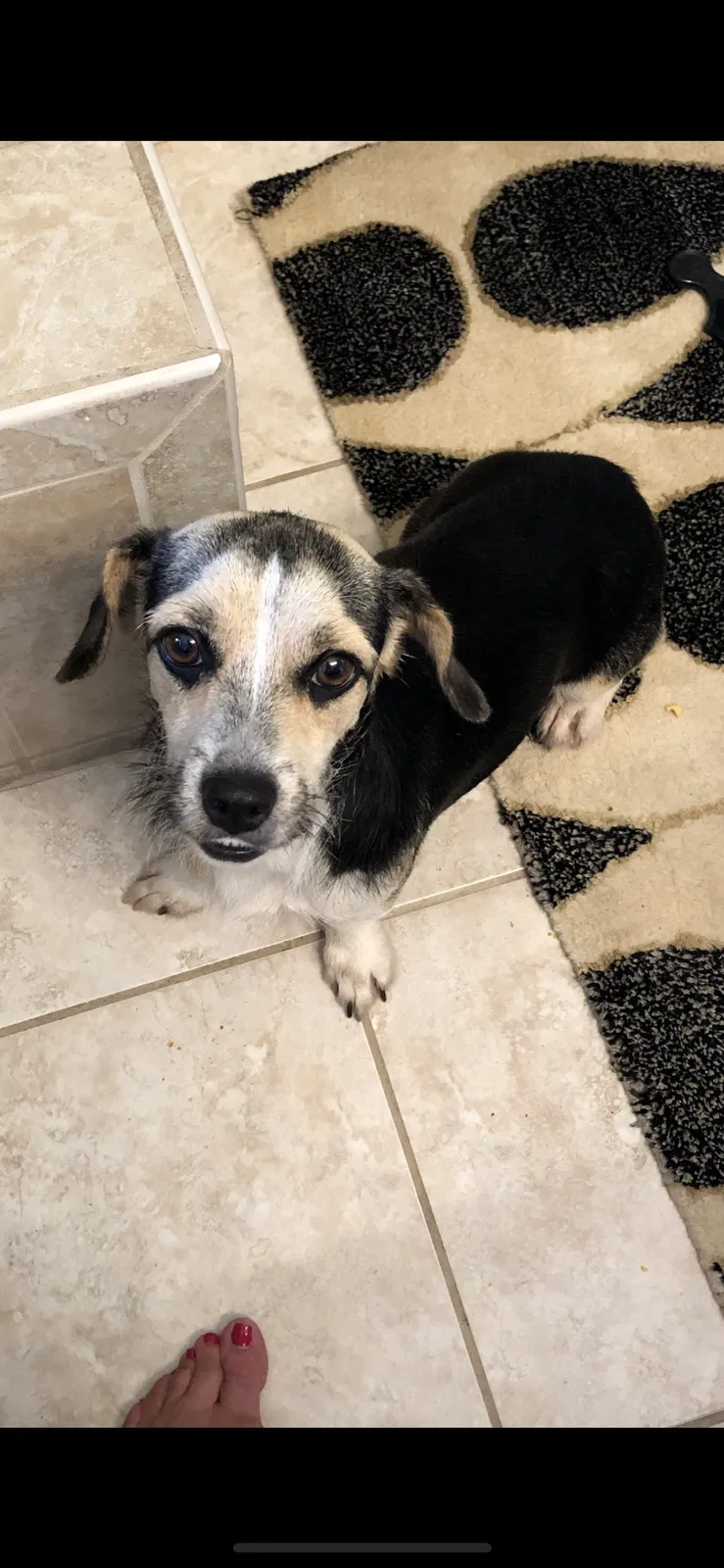 Lost dog in Cherryville, NC, 28021