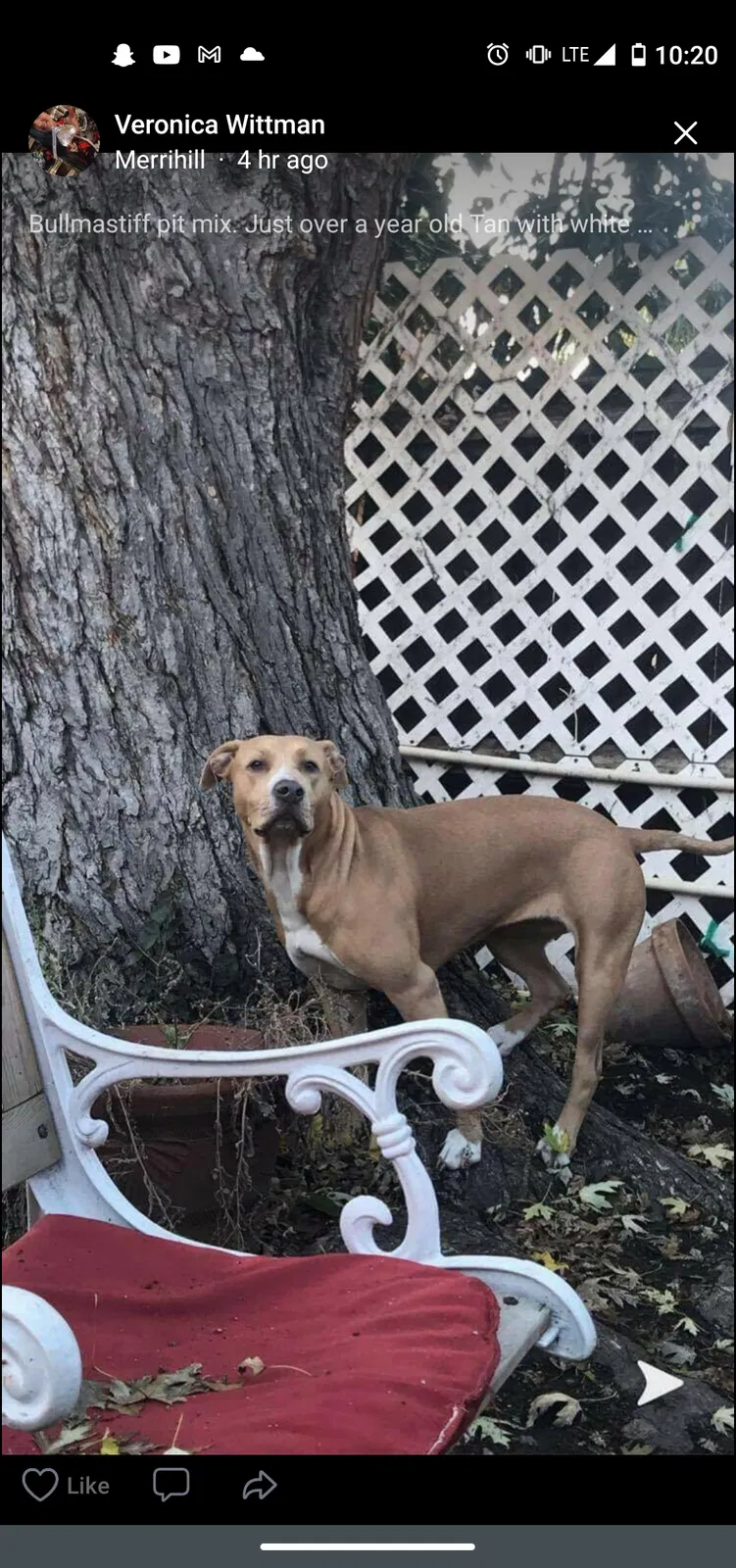 Lost dog in Carmichael, CA, 95608
