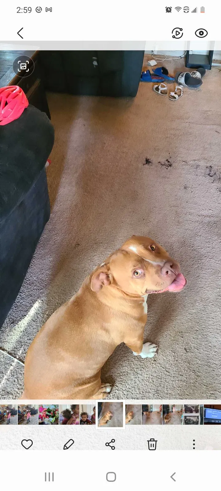 Lost dog in Colorado Springs, CO, 80909