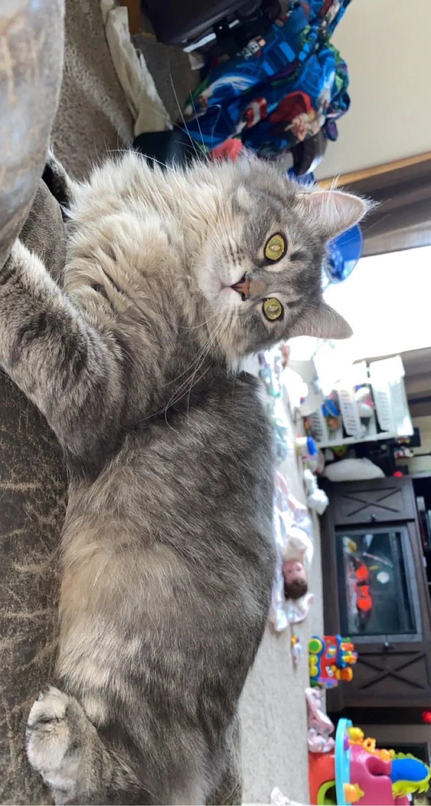 Lost cat in Isanti, MN, 55040