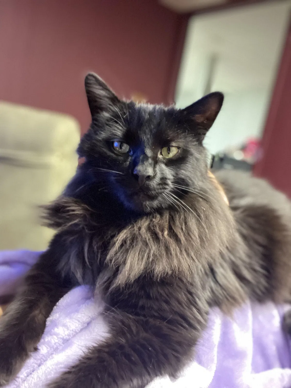 Lost cat in Youngstown, OH, 44512