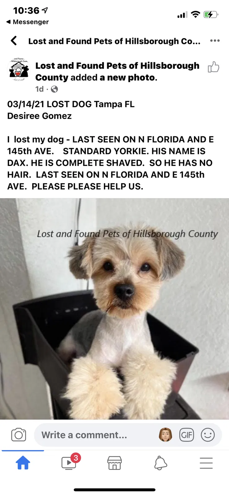 Lost dog in Tampa, FL, 33613