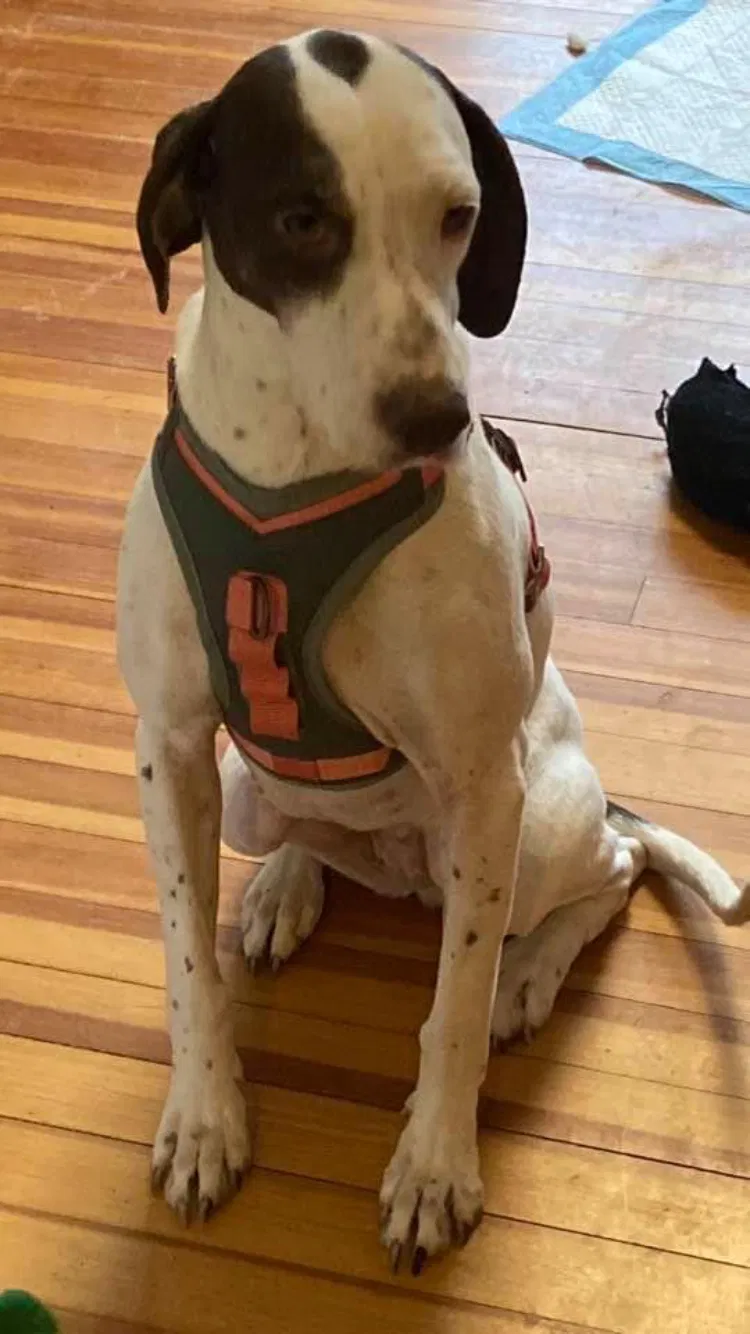 Lost dog in Windsor, CT, 6095