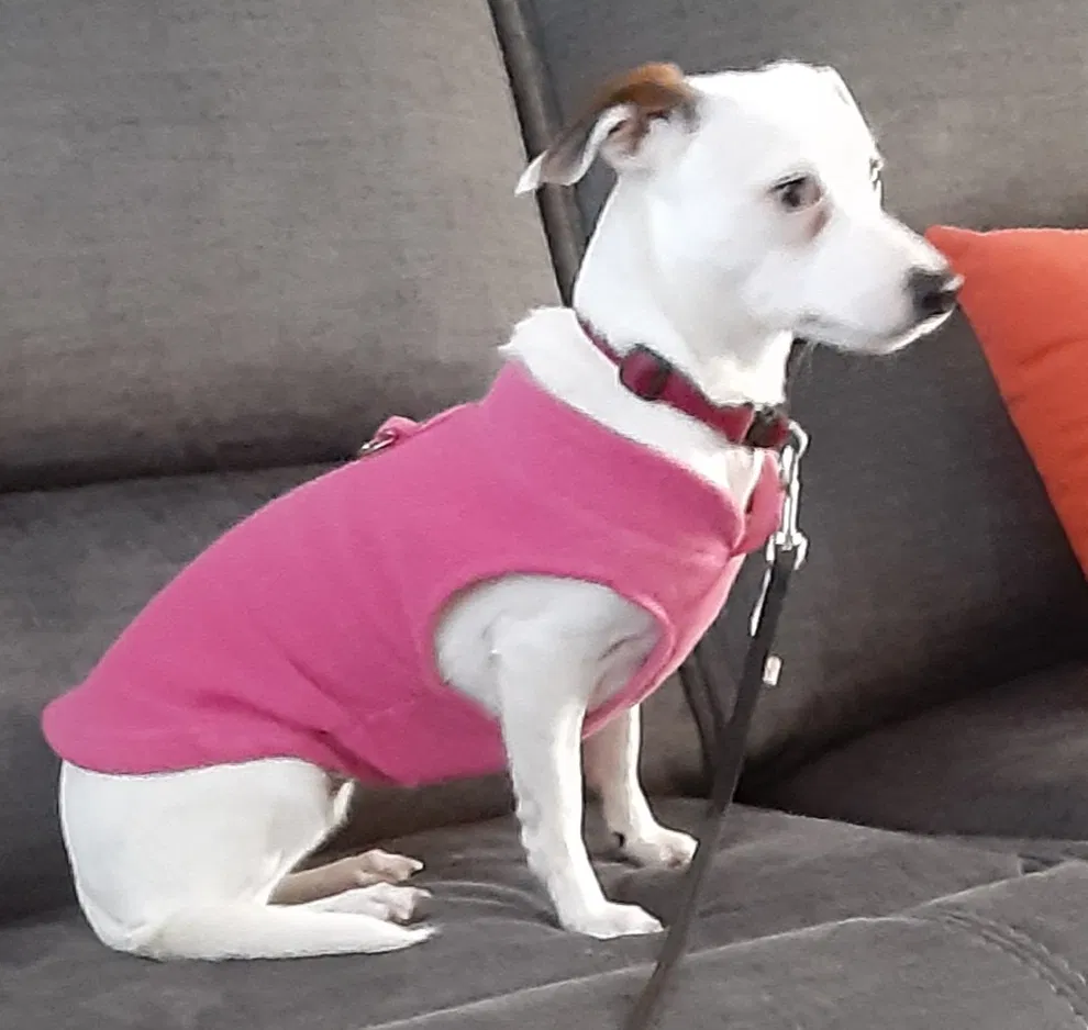 Lost dog in Marietta, GA, 30062