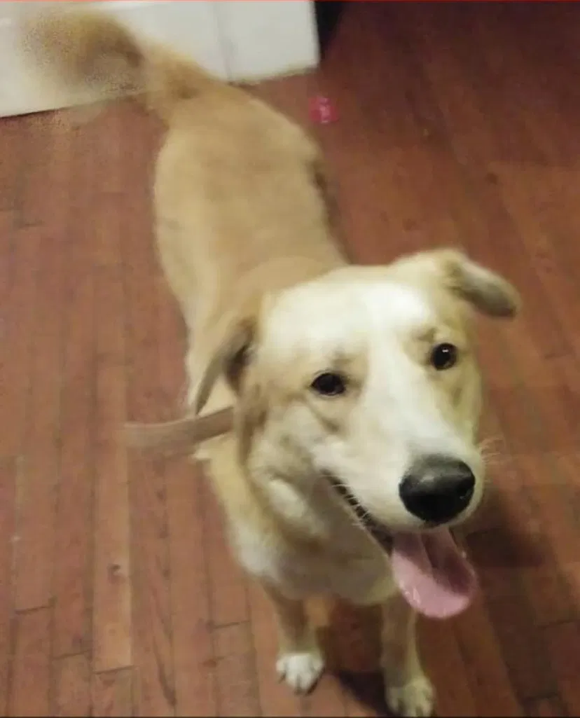 Lost dog in Uniontown, PA, 15401