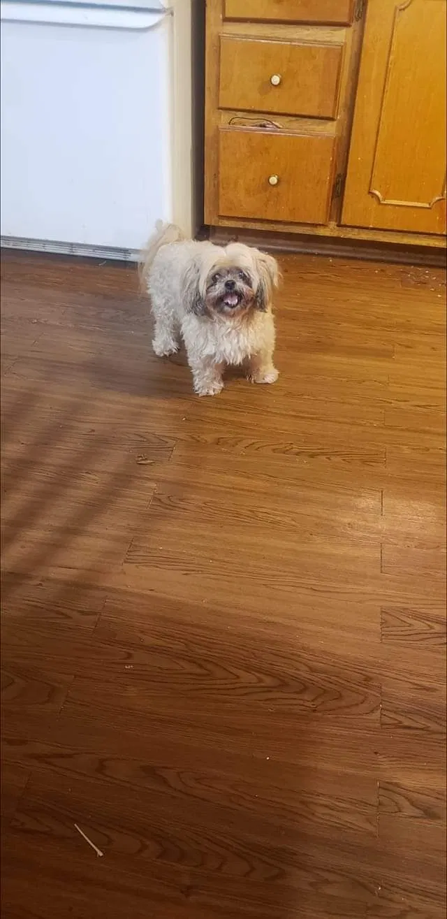 Lost dog in Lagrange, GA, 30240