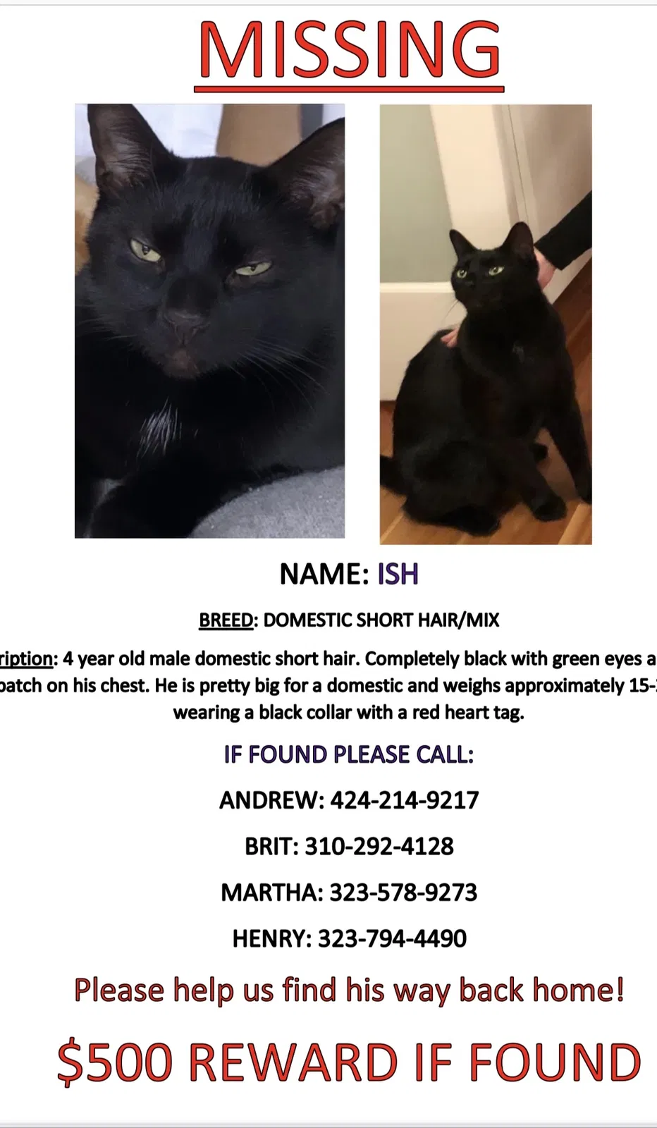 Lost cat in Santa Monica, CA, 90405