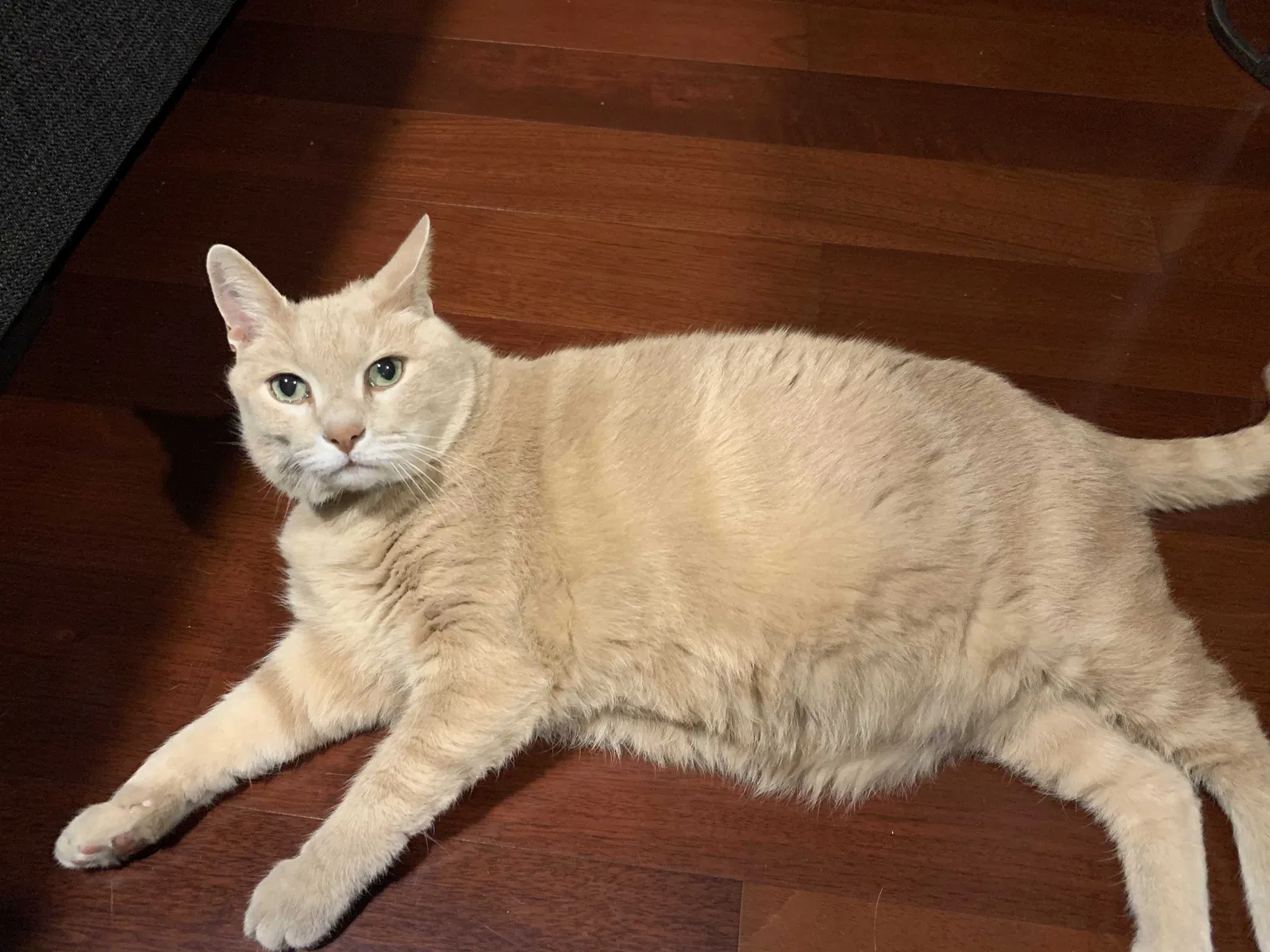 Lost cat in San Antonio, TX, 78232