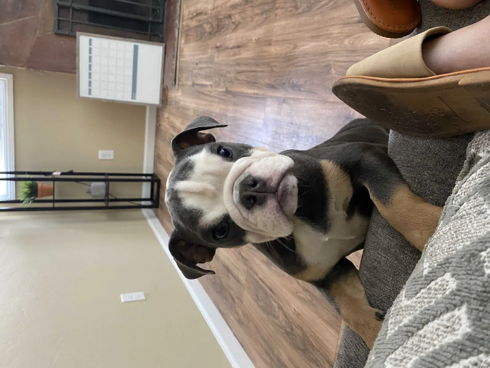 Lost dog in Bakersfield, CA, 93304