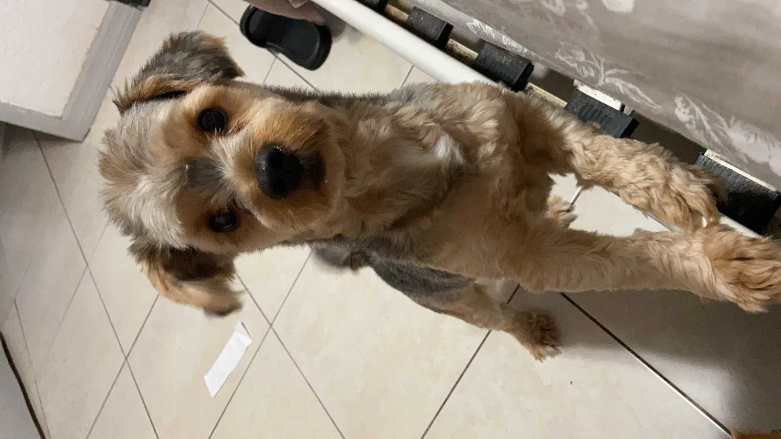 Lost dog in Tampa, FL, 33613