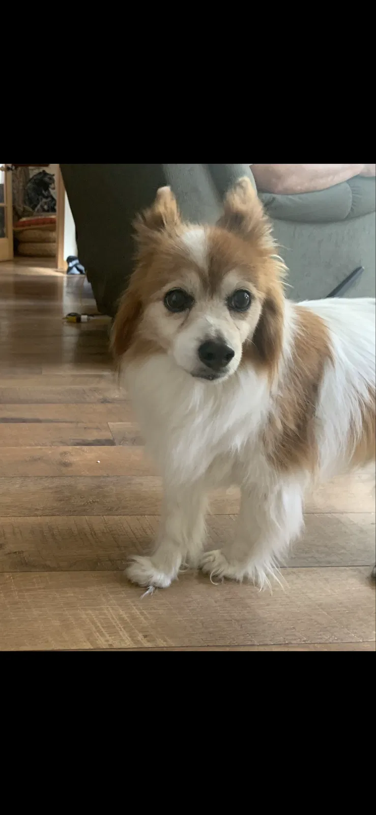 Lost dog in Gouldsboro, PA, 18424