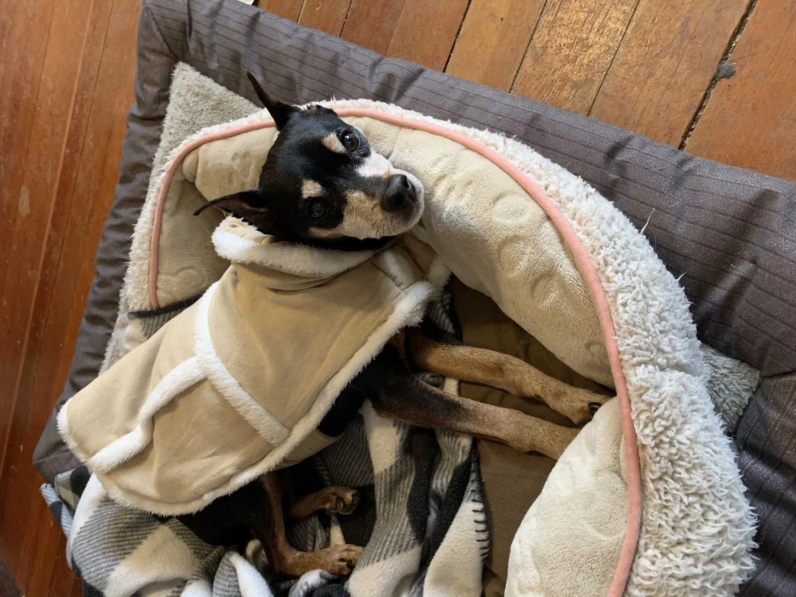 Lost dog in Centerville, SD, 57014