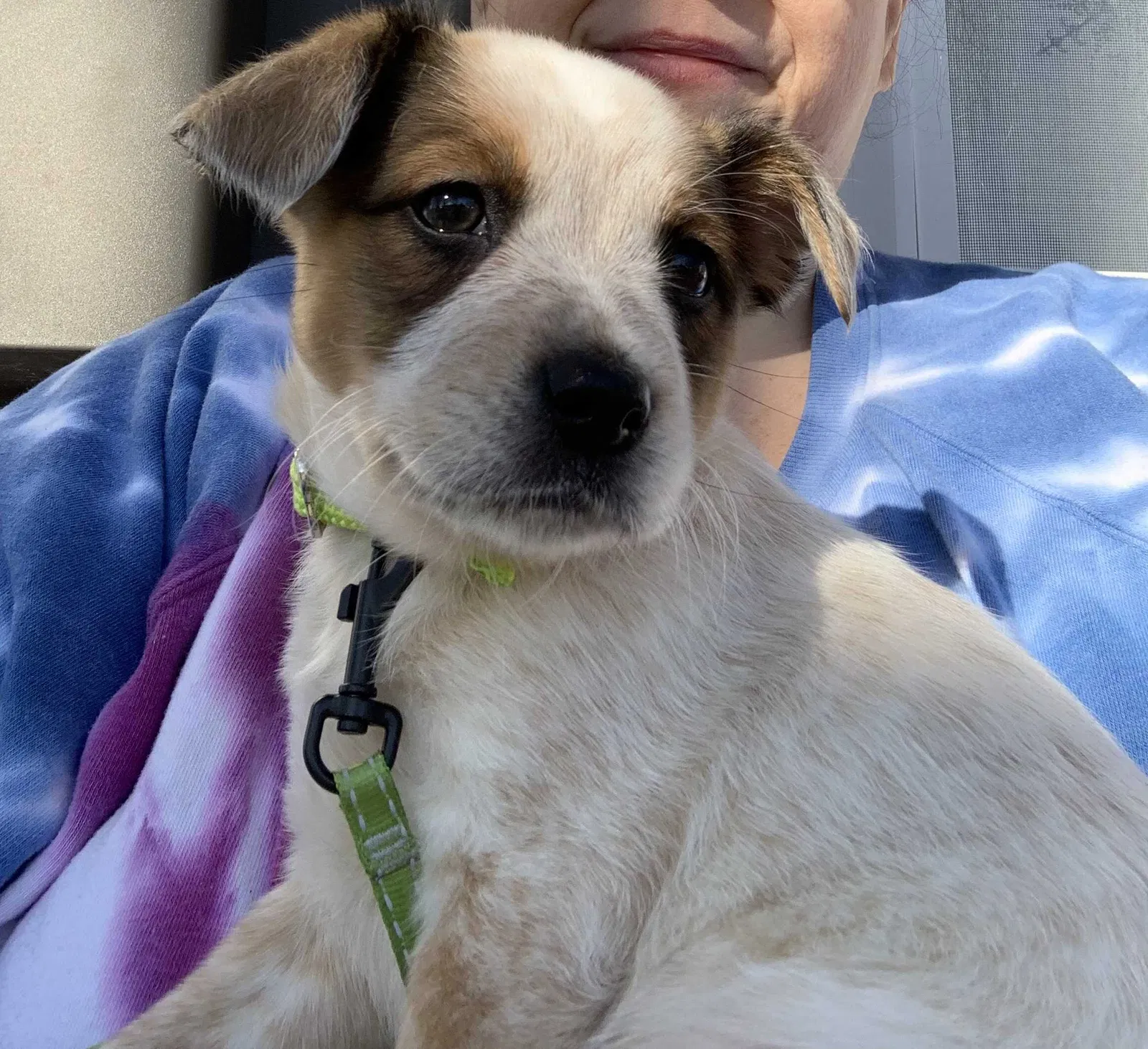 Lost dog in Evansville, IN, 47710