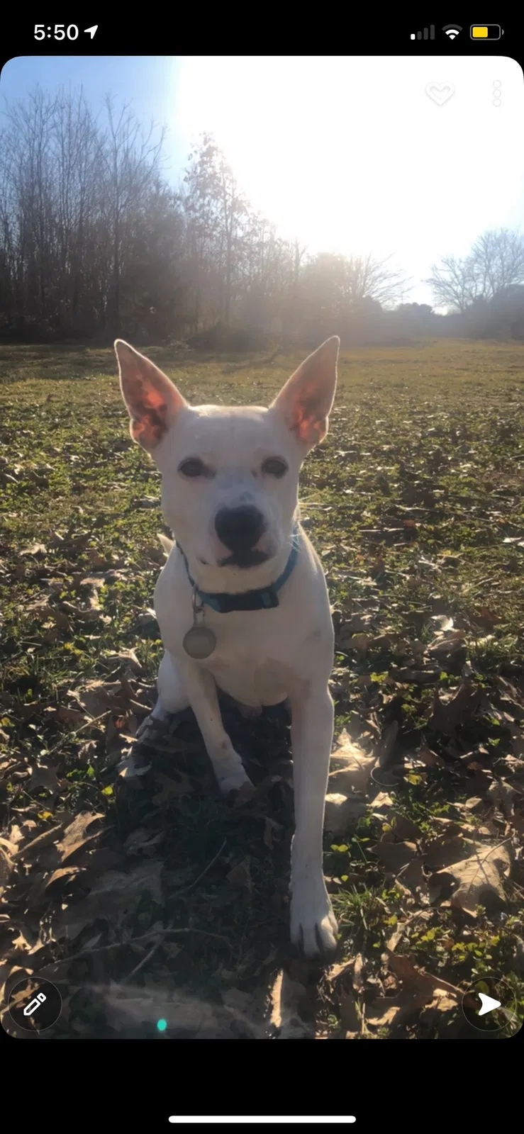 Lost dog in Maynardville, TN, 37807