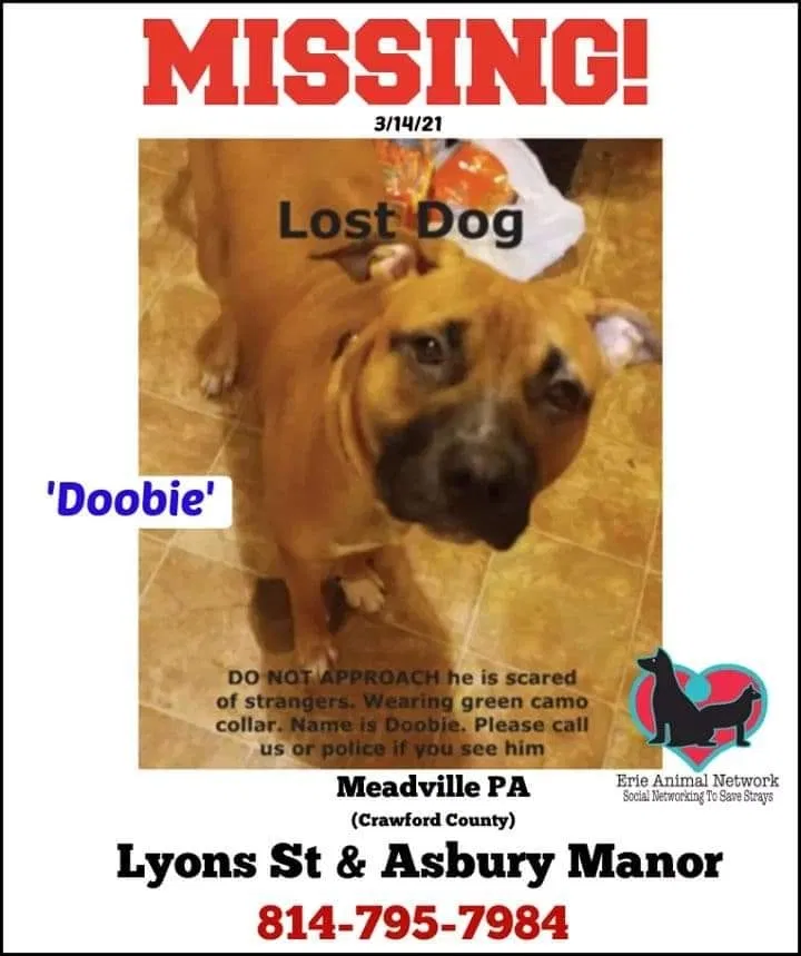 Lost dog in Meadville, PA, 16335