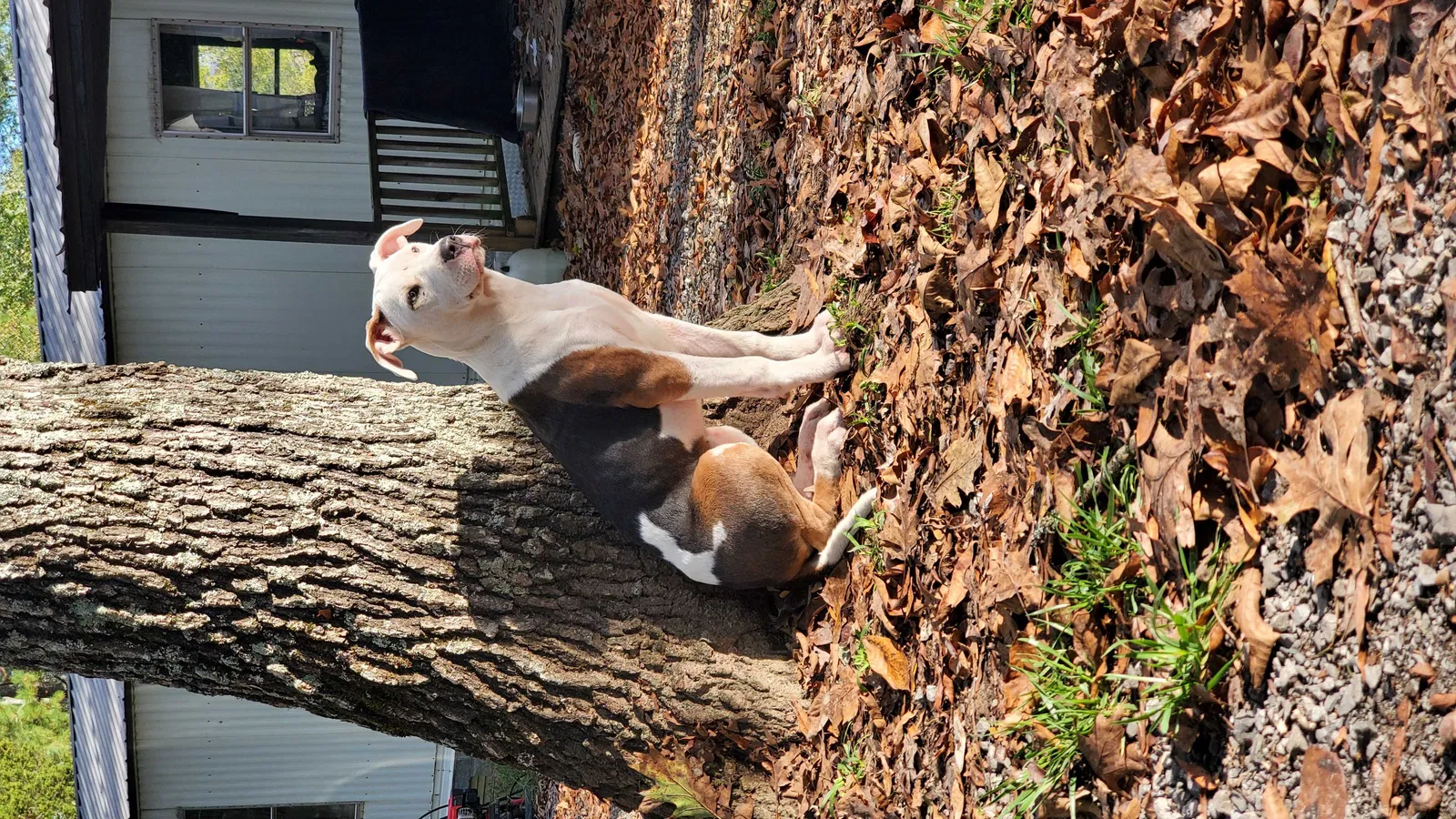 Lost dog in New Hope, AL, 35760