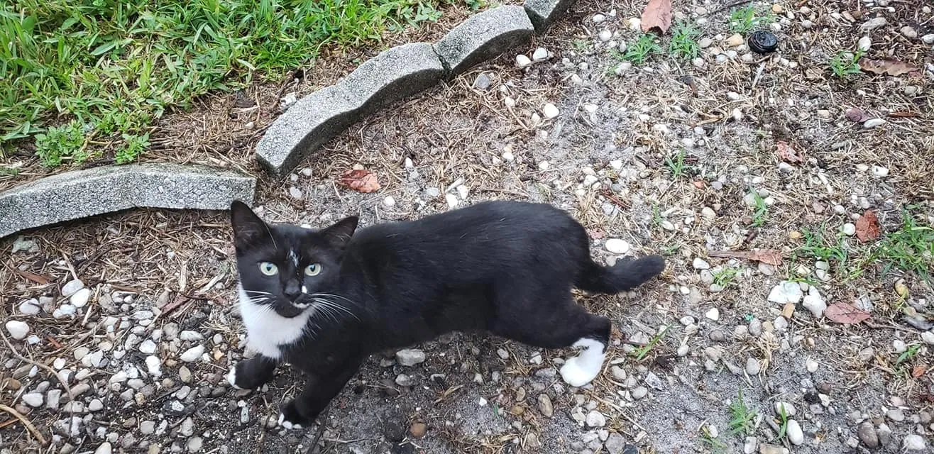 Lost cat in West Palm Beach, FL, 33411