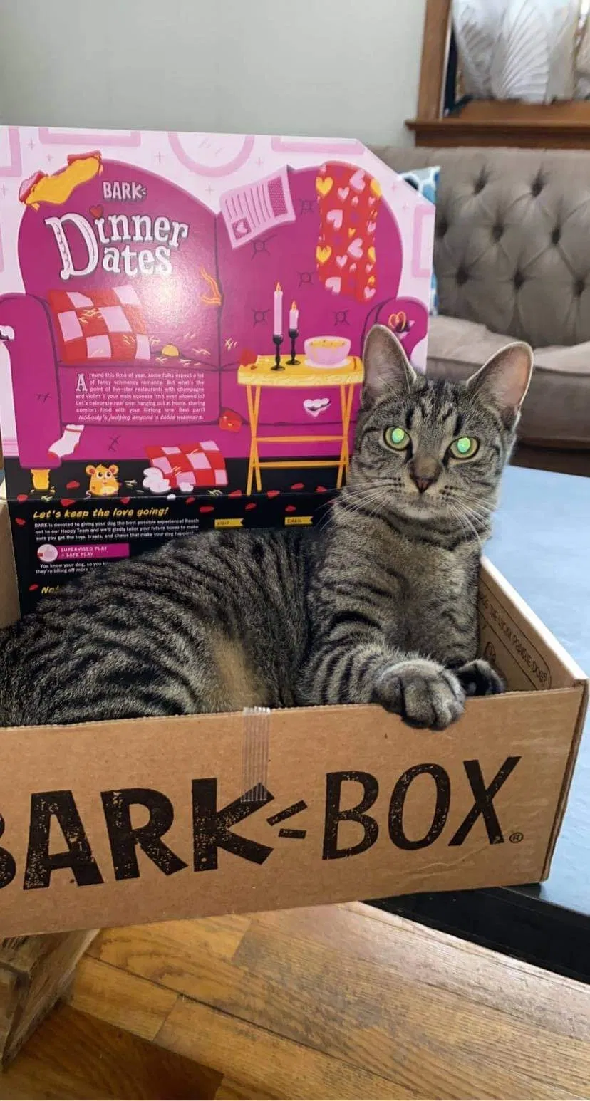 Lost cat in Newfield, NJ, 8344