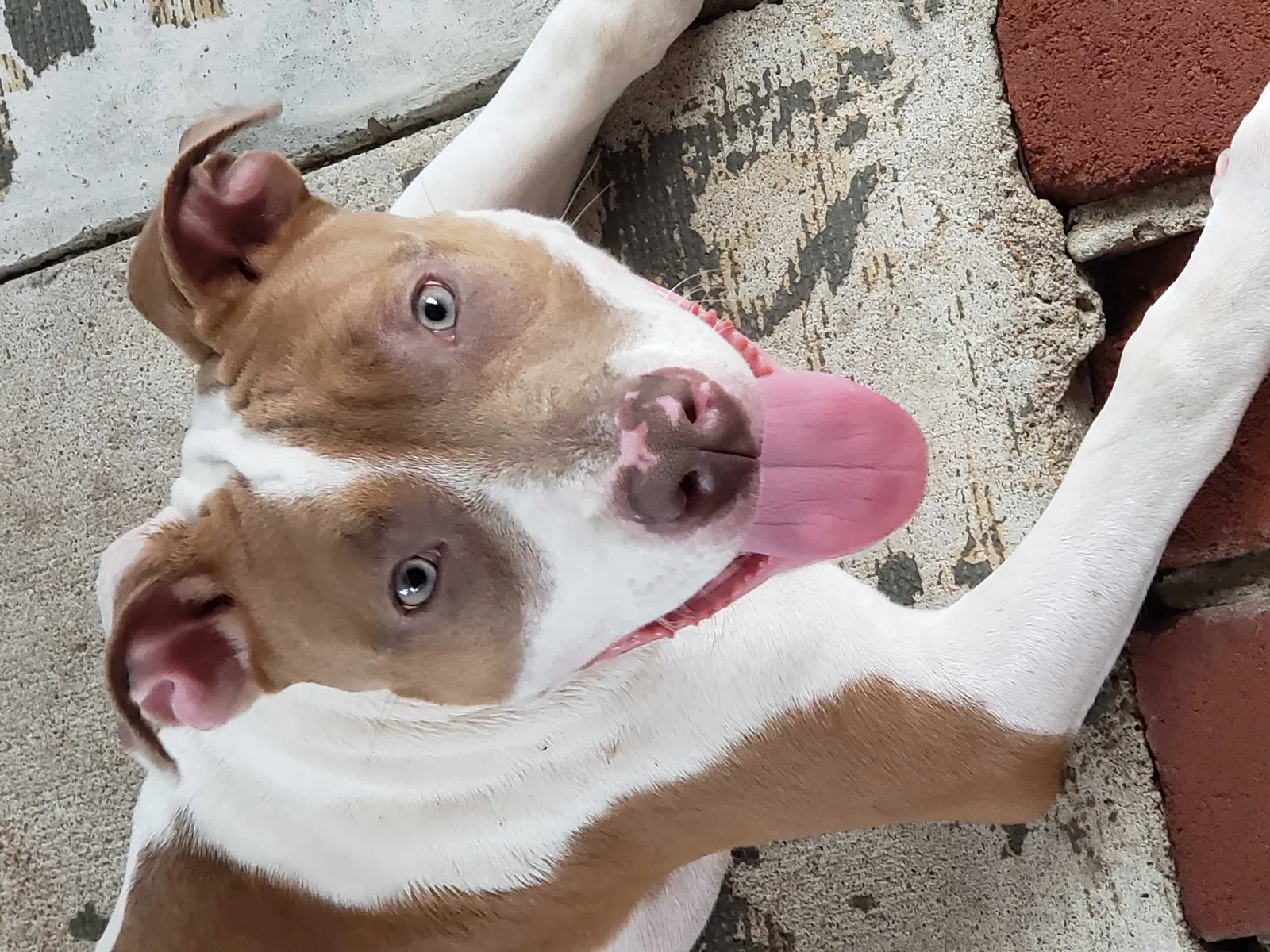 Lost dog in Tulsa, OK, 74135