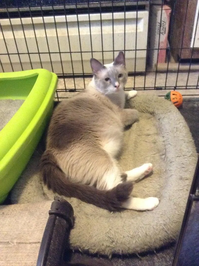 Lost cat in Pleasant Garden, NC, 27313