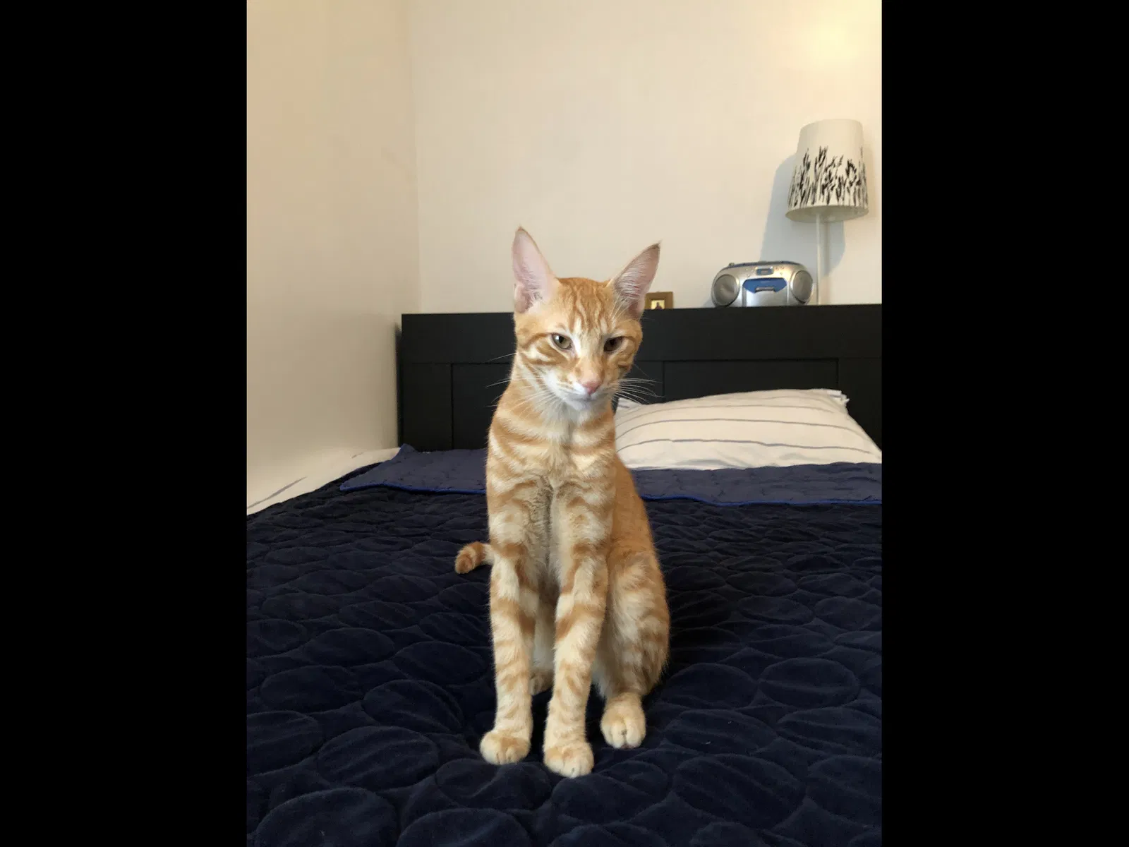 Lost cat in Hollywood, FL, 33024