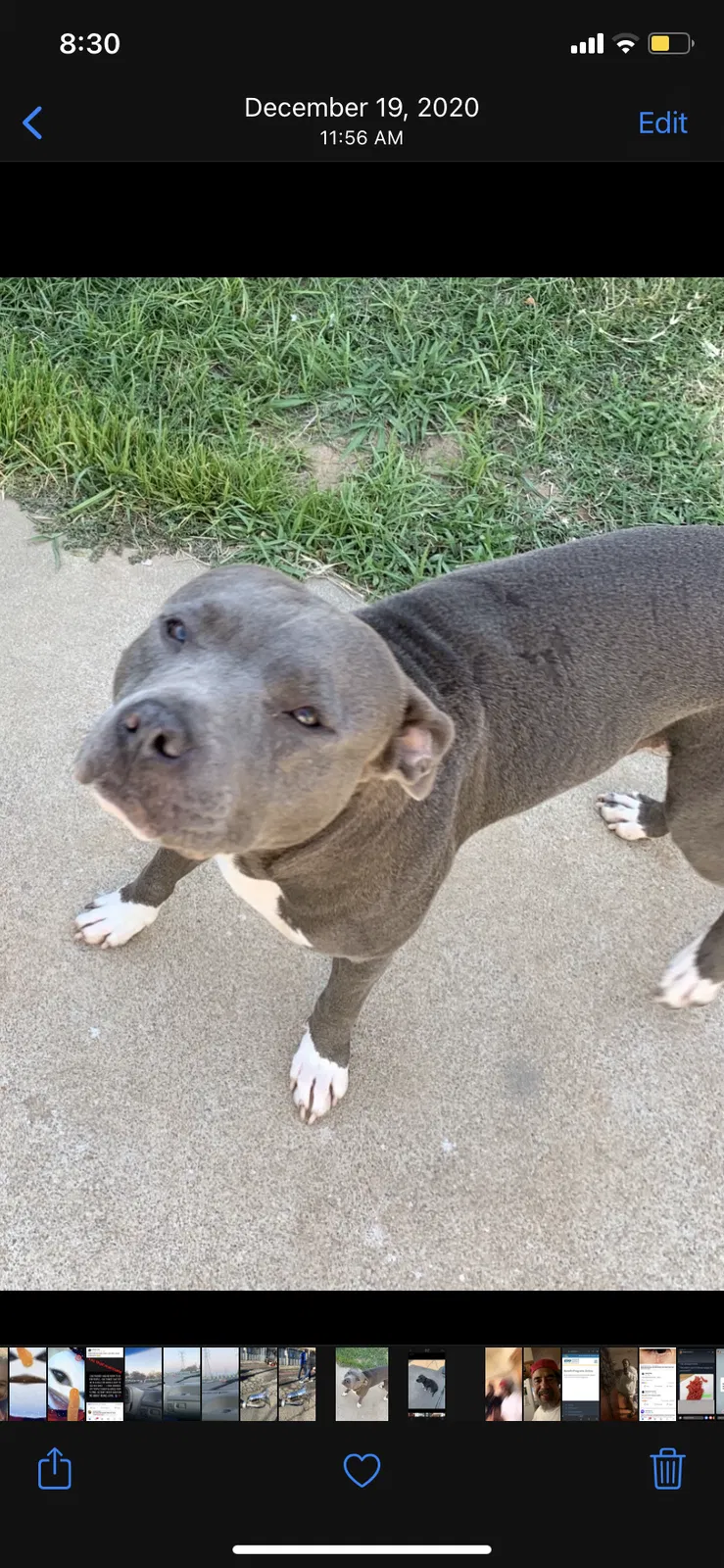 Lost dog in Sacramento, CA, 95828