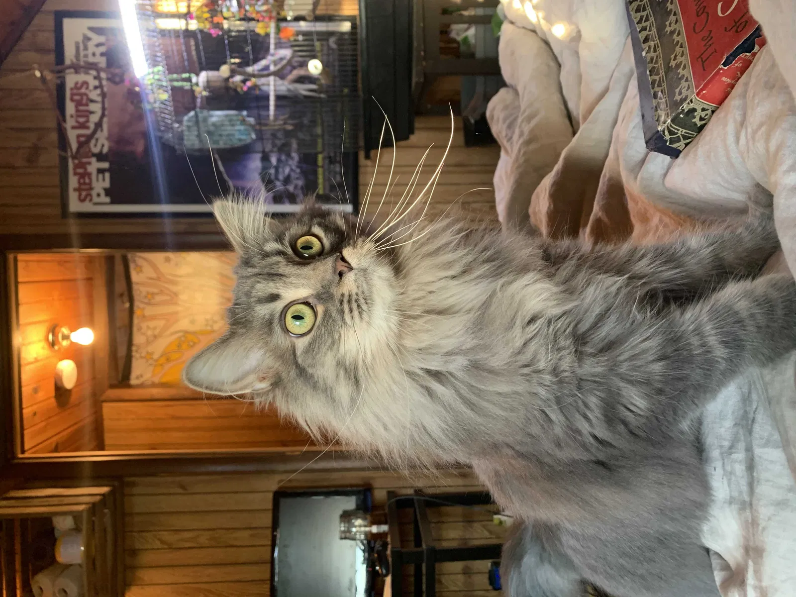 Lost cat in Canal Fulton, OH, 44614
