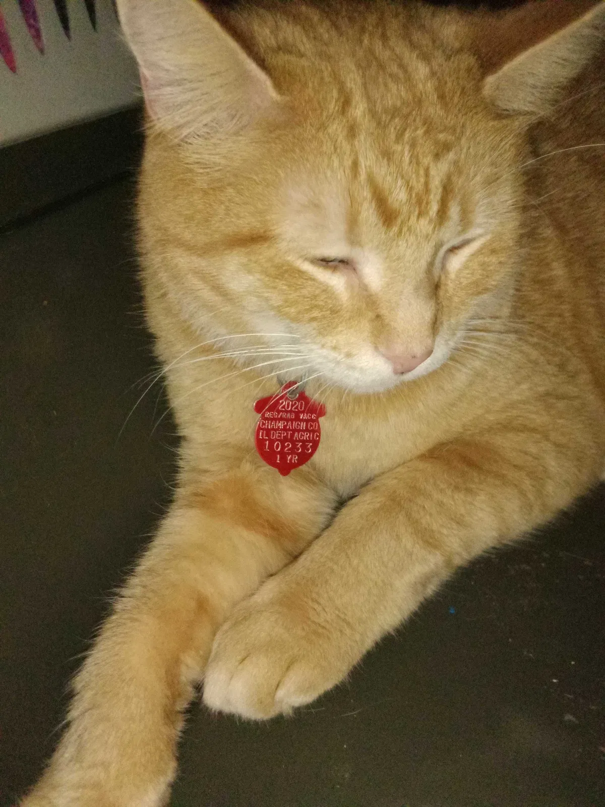 Found cat in Urbana, IL, 61802