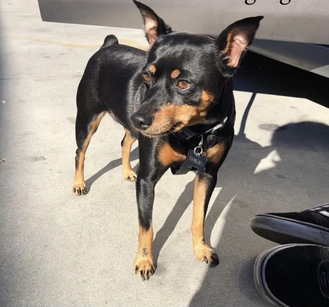 Lost dog in Santa Ana, CA, 92704