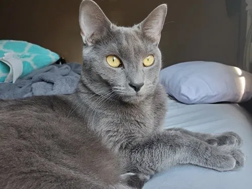 Lost cat in Marana, AZ, 85653