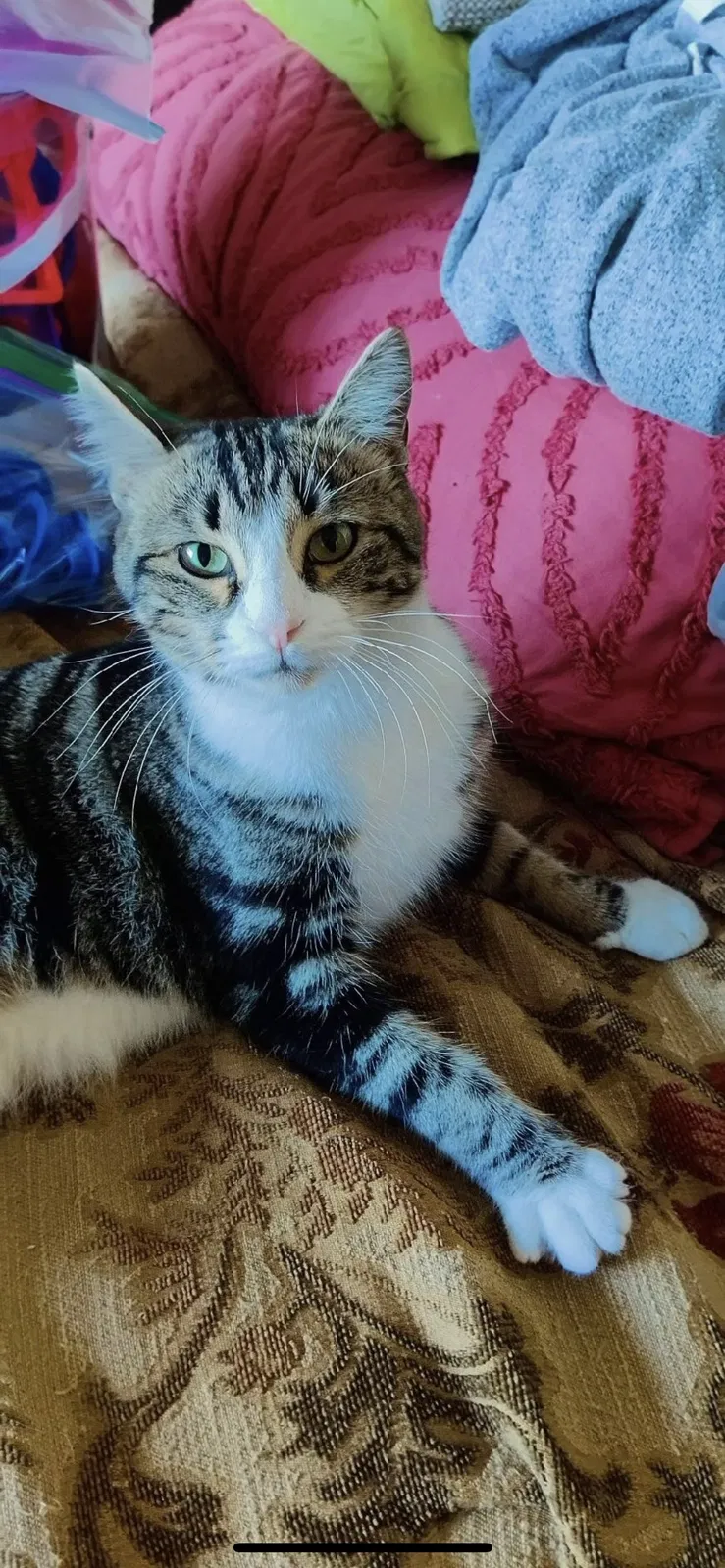 Lost cat in Newcastle, CA, 95658