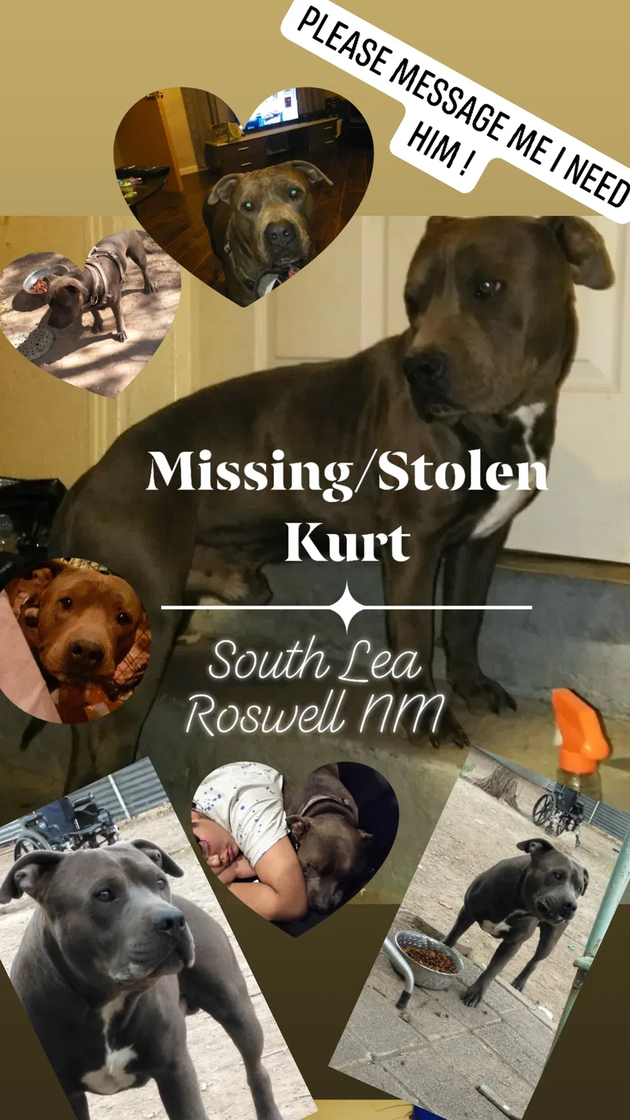 Lost dog in Roswell, NM, 88203