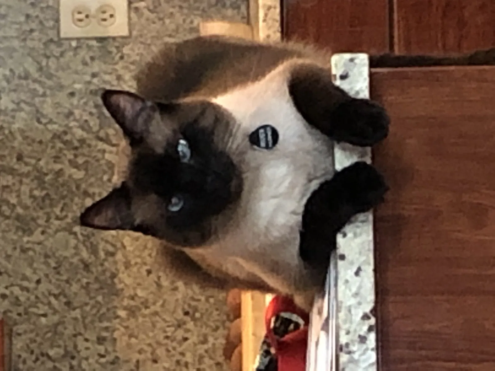 Lost cat in Tulsa, OK, 74114