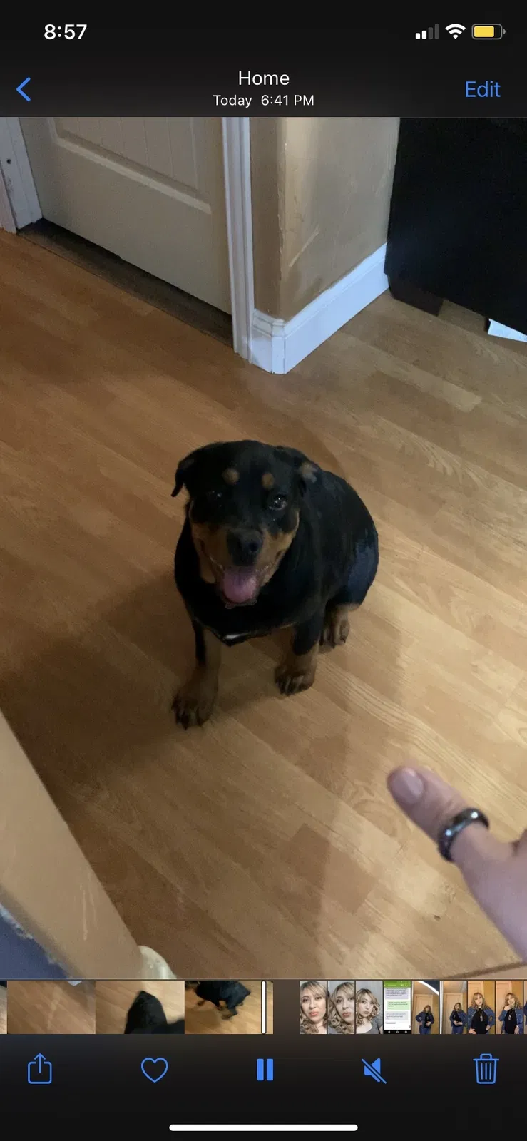 Lost dog in The Colony, TX, 75056