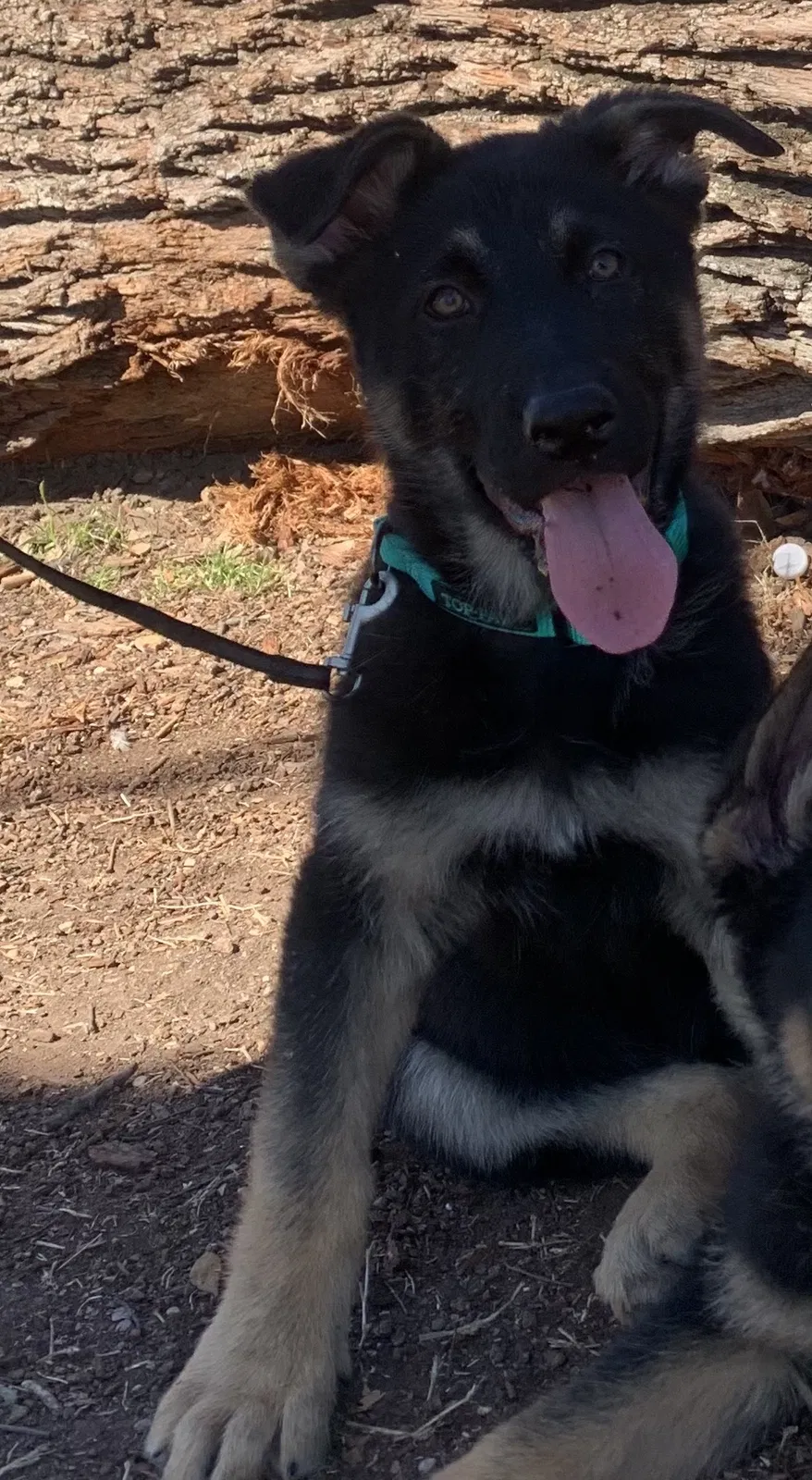 Lost dog in Fort Worth, TX, 76115
