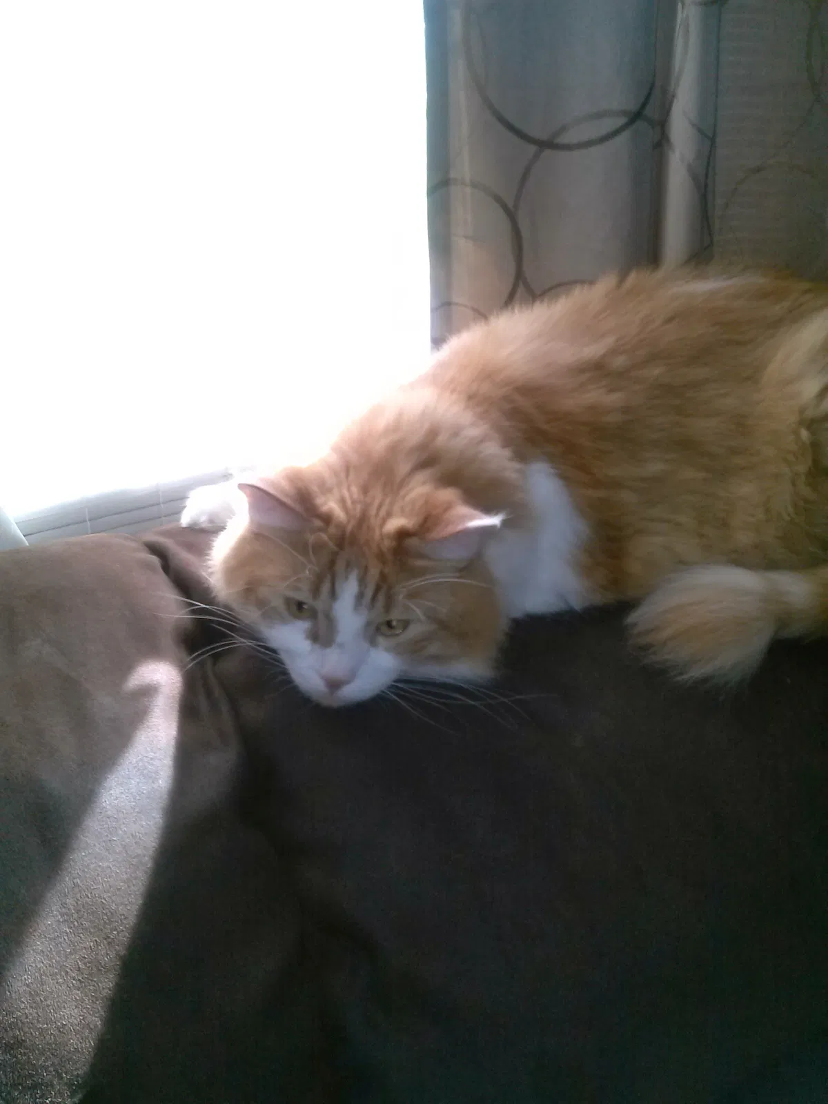 Lost cat in Yuba City, CA, 95991