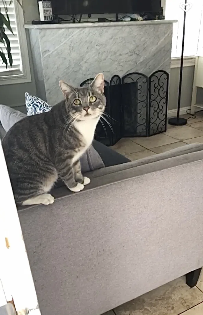 Lost cat in Huntington Park, CA, 90255