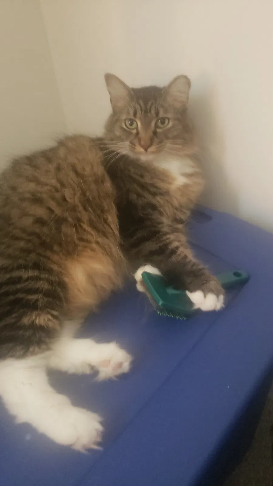 Lost cat in Lutz, FL, 33558