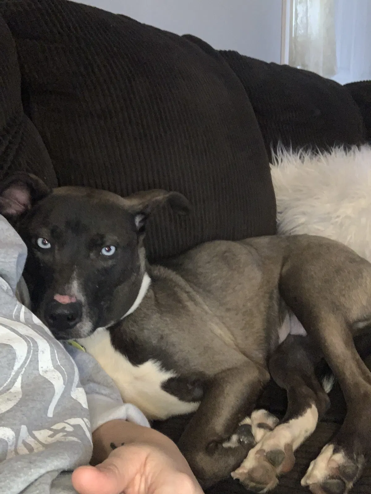 Lost dog in Sheridan, IN, 46069