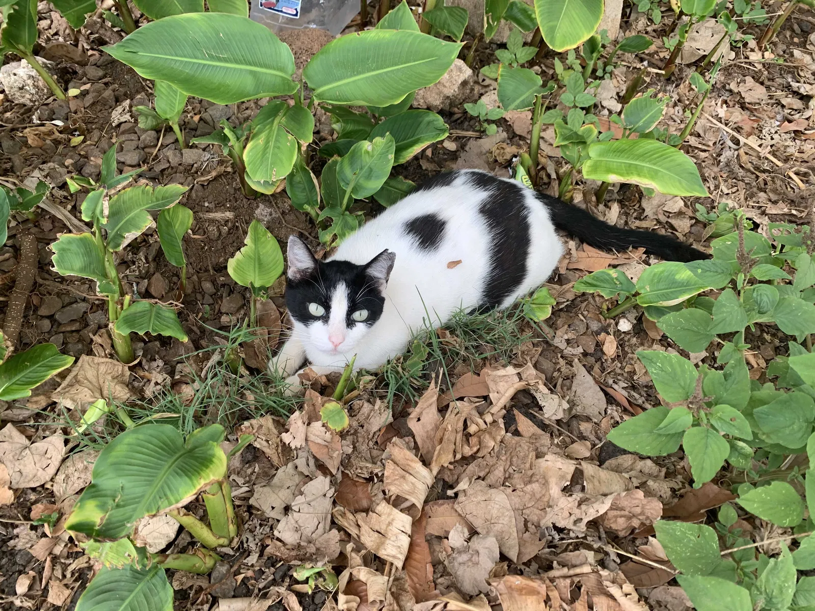 Lost cat in Haleiwa, HI, 96712