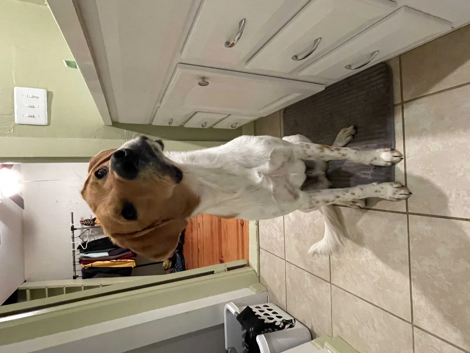 Lost dog in Whites Creek, TN, 37189