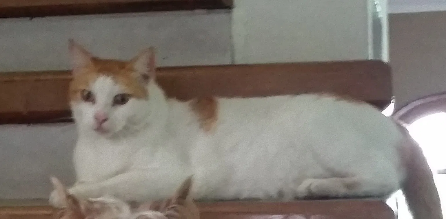 Lost cat in San Diego, CA, 92126
