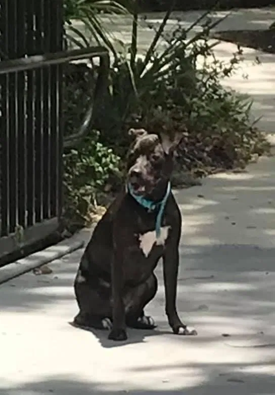 Lost dog in Jacksonville, FL, 32256