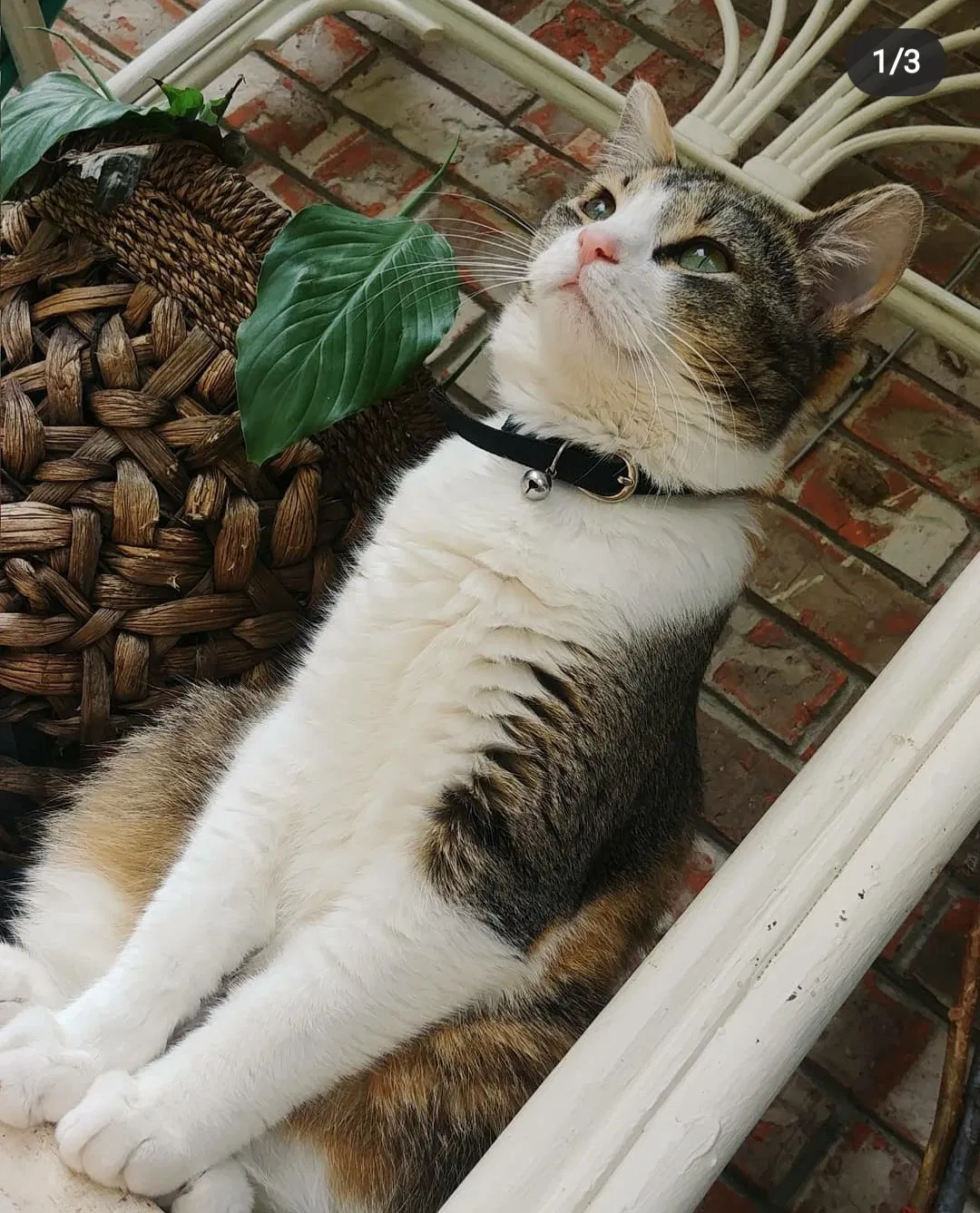 Lost cat in Mannford, OK, 74044