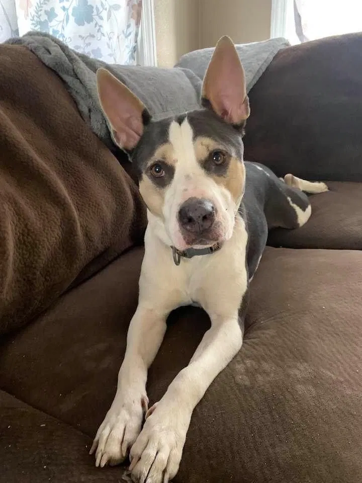 Lost dog in Stockton, CA, 95215